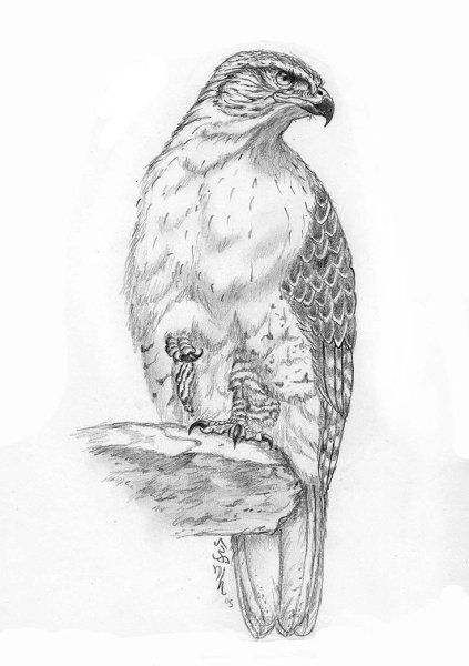 Ястреб карандашом