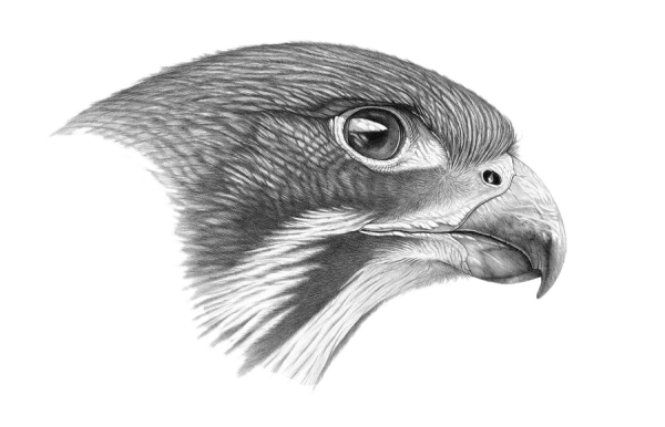 Ястреб карандашом