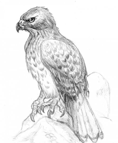 Ястреб карандашом