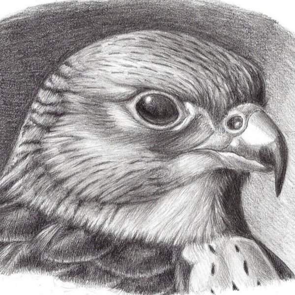 Сокол карандашом
