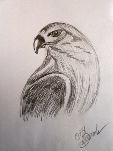 Сокол карандашом