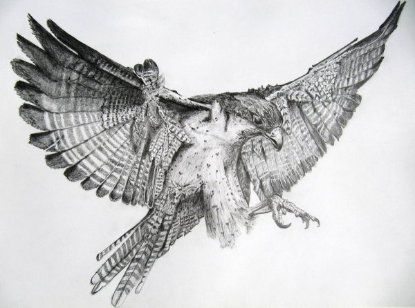 Коршун рисунок карандашом