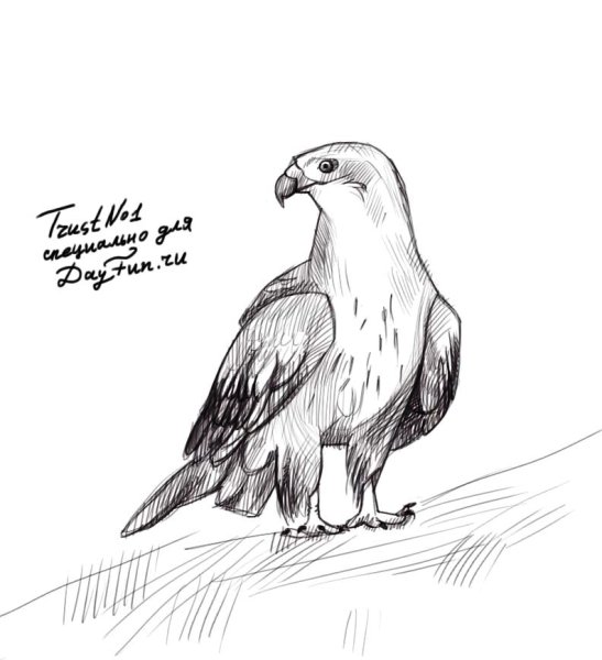 Раскраска Хищные птицы