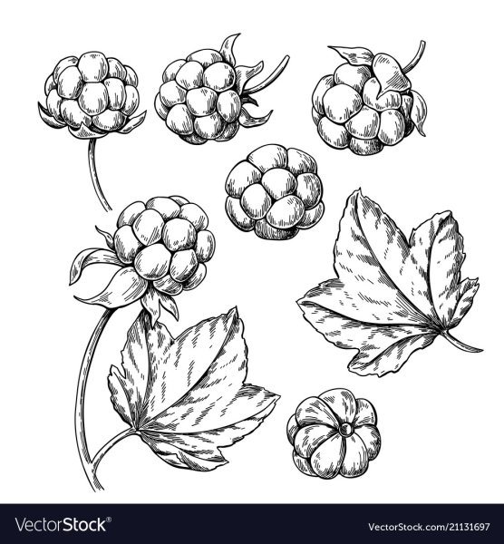 Ягода Морошка раскраска