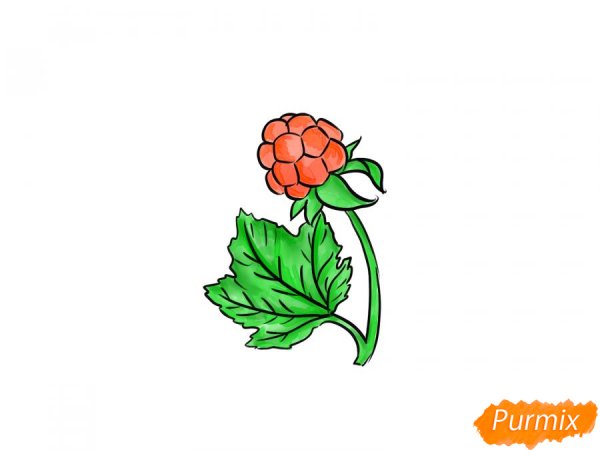 Морошка ягода нарисовать