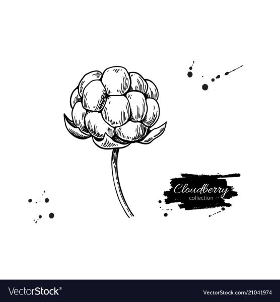 Морошка рисунок