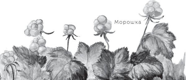 Раскраска Морошко для детей