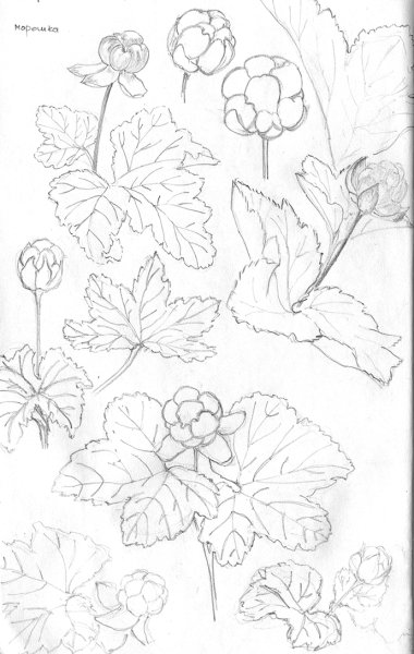 Морошка ягода