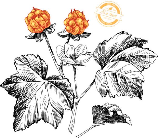 Морошка Ботаническая иллюстрация