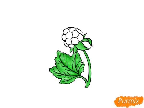 Морошка рисунок для срисовки