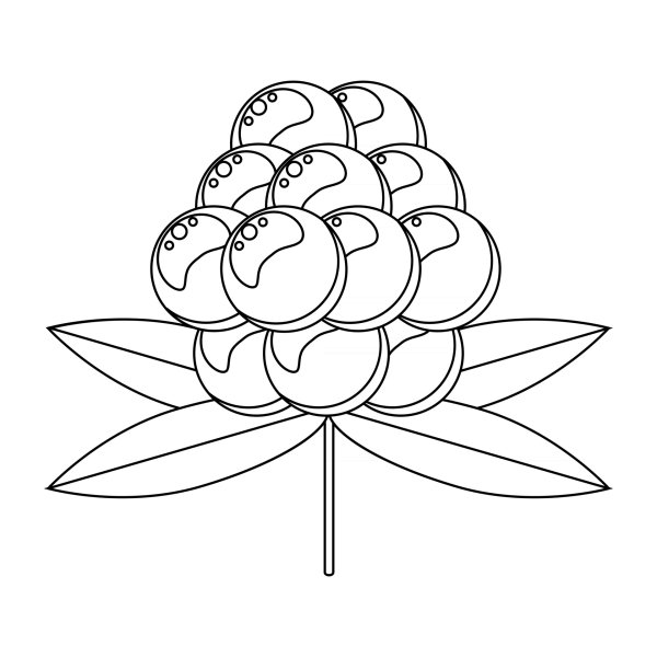 Ягоды для раскрашивания для детей Морошка