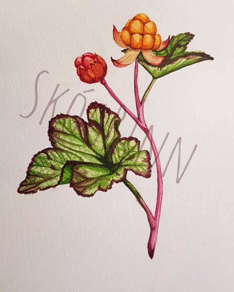 Морошка карандашом