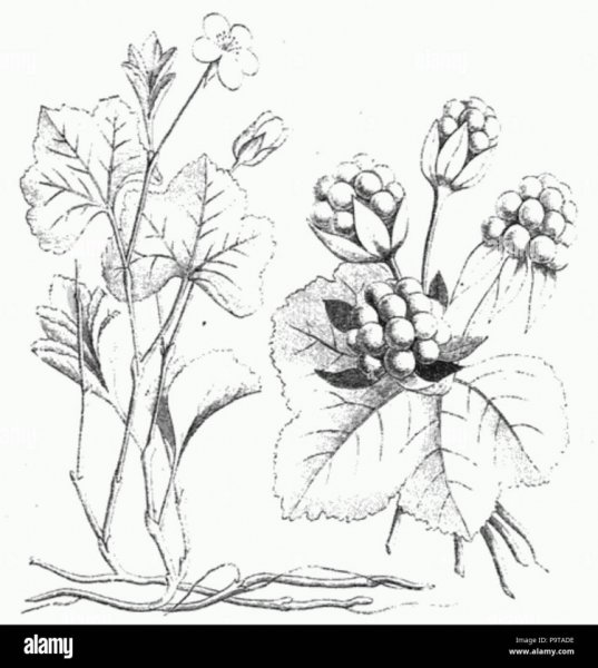 Морошка Ботаническая иллюстрация