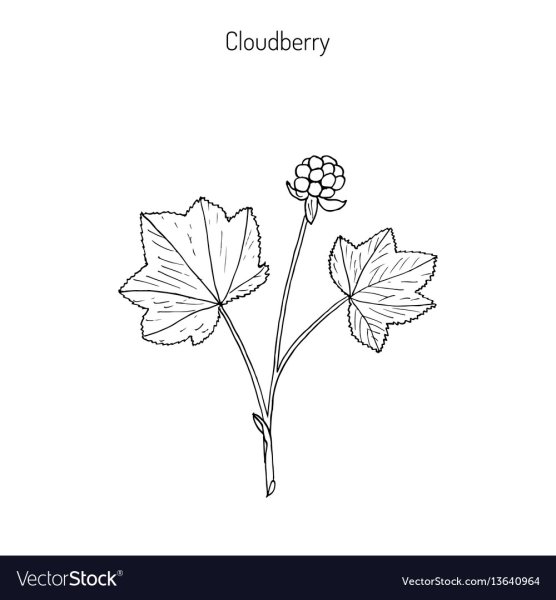 Лист морошки трафарет