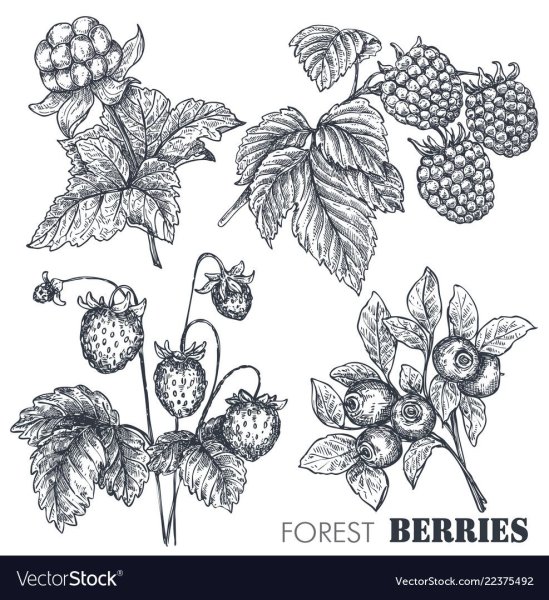 Морошка скетч