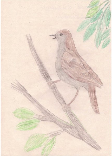 Соловей рисунок для срисовки