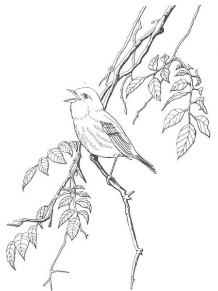 Раскрась перелетных птиц