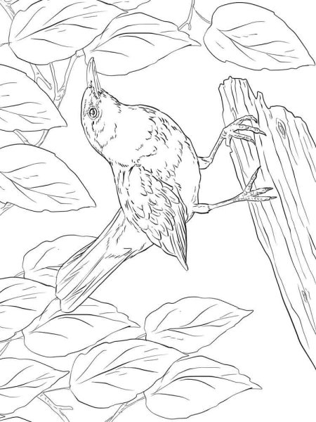 Нарисовать соловья поэтапно