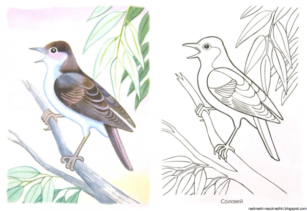 Соловей рисунок