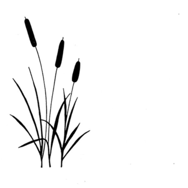 Камыш и рогоз рисунок