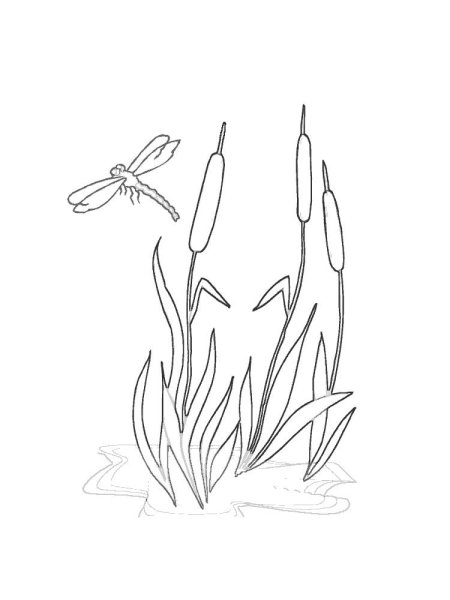 Тростник раскраска