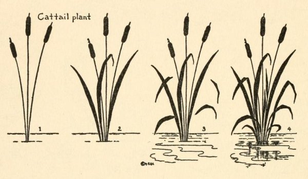 Трава раскраска