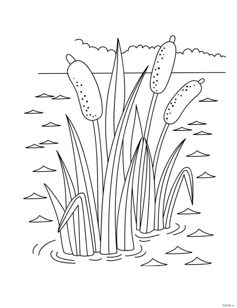 Камыш карандашом