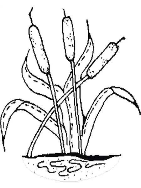 Болото карандашом