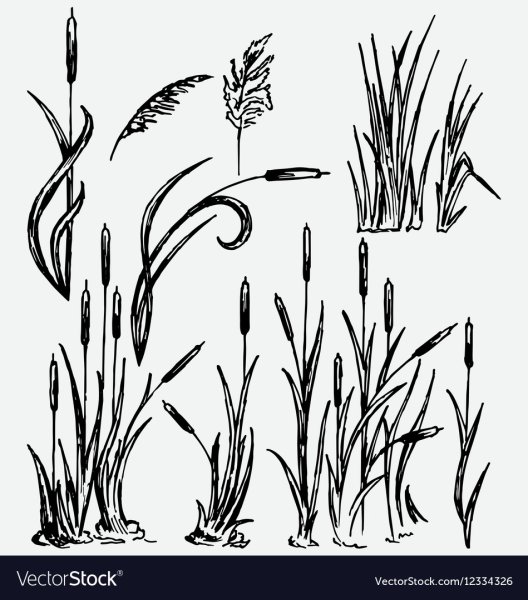 Камыш черно белый