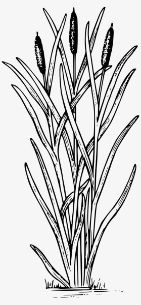 Раскраска камыши