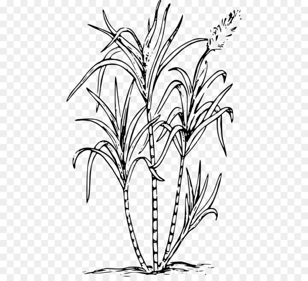 Раскраска камыши