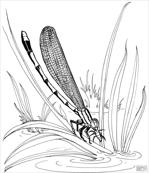 Камыш в графике