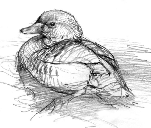 Утка зарисовка