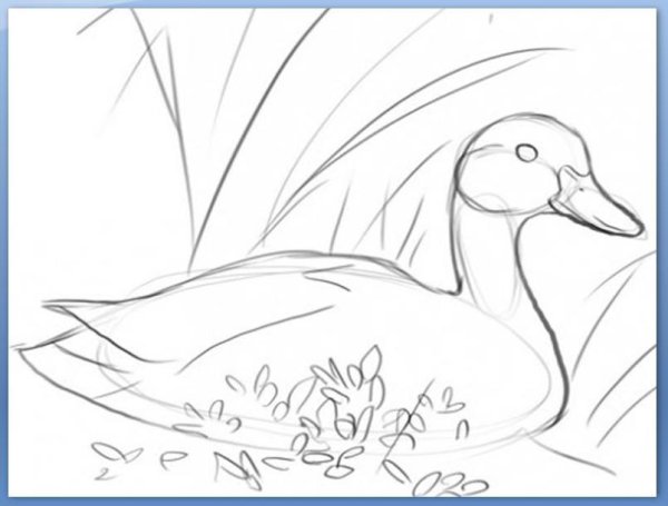 Утенок рисунок карандашом