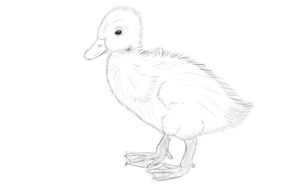 Поэтапное рисование уточки