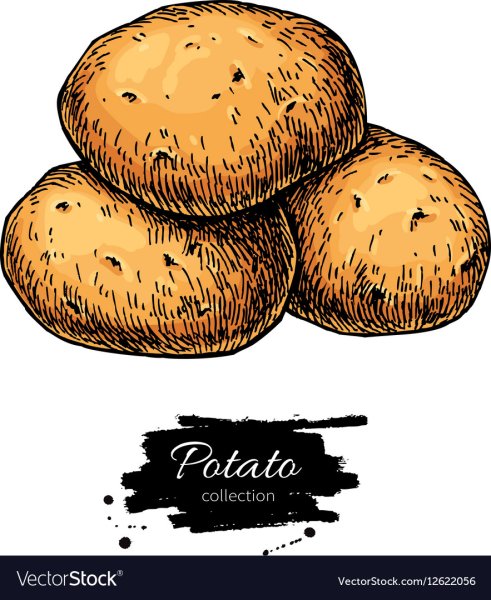 Рисовать картофель