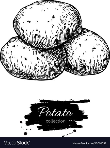 Картошка скетч