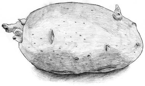 Картошка Графика