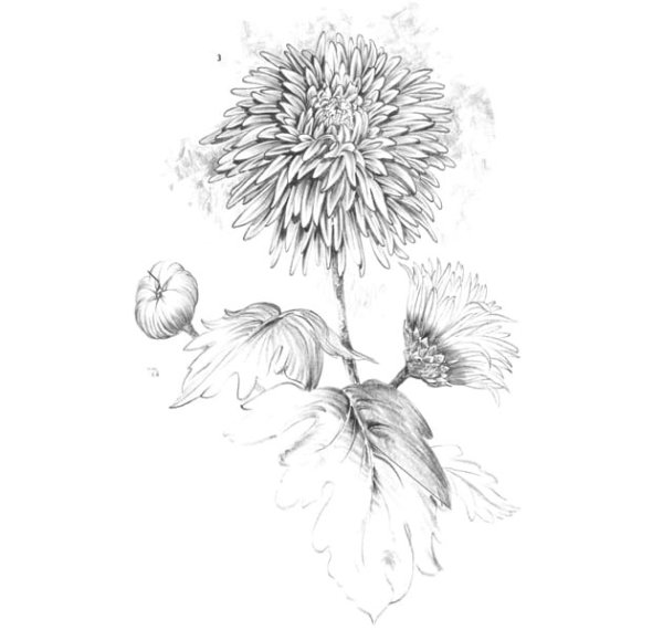 Хризантемы карандашом