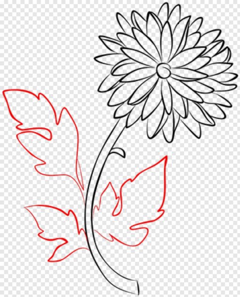 Хризантемы карандашом легко