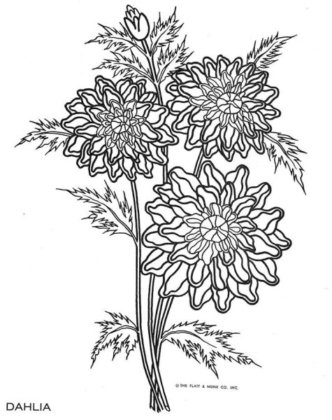 Хризантемы карандашом