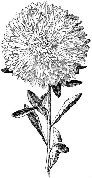 Хризантема рисунок карандашом