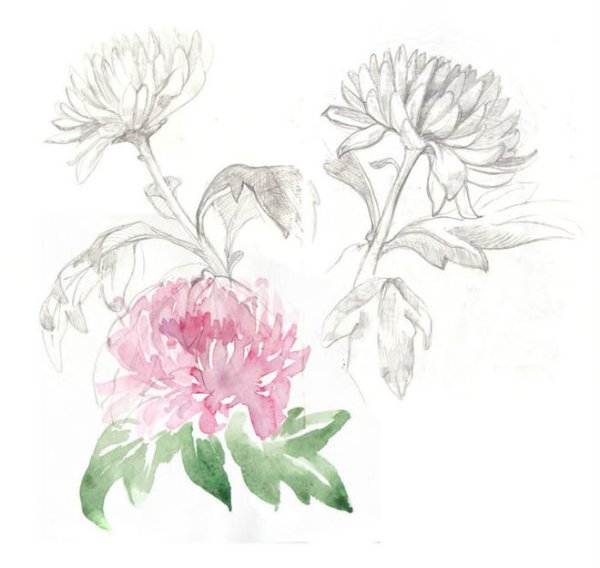 Хризантема цветок рисунок