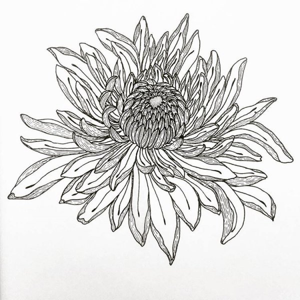 Хризантемы карандашом