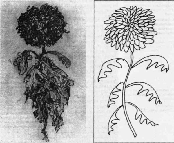 Хризантемы карандашом