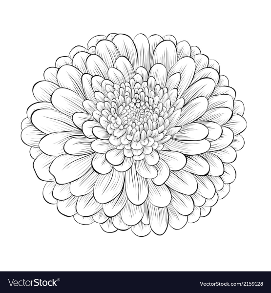 Астра карандашом