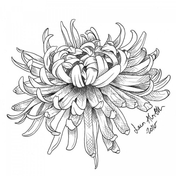 Хризантема Астра бархатцы чб