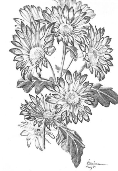 Хризантема раскраска для детей