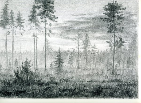 Лес в графике