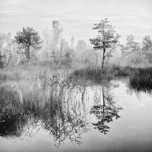 Болото карандашом